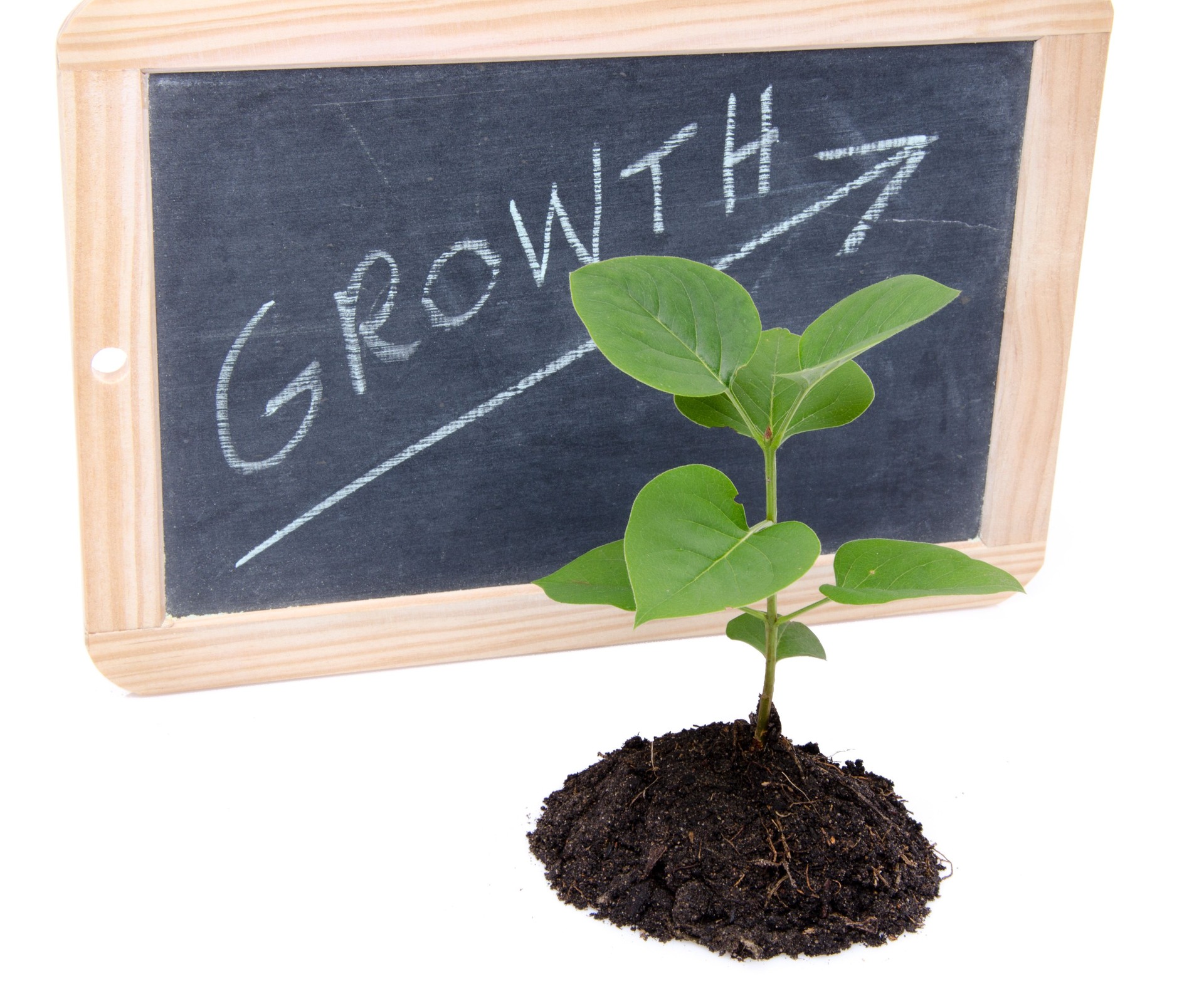 concept de croissance d'une petite Plante verte